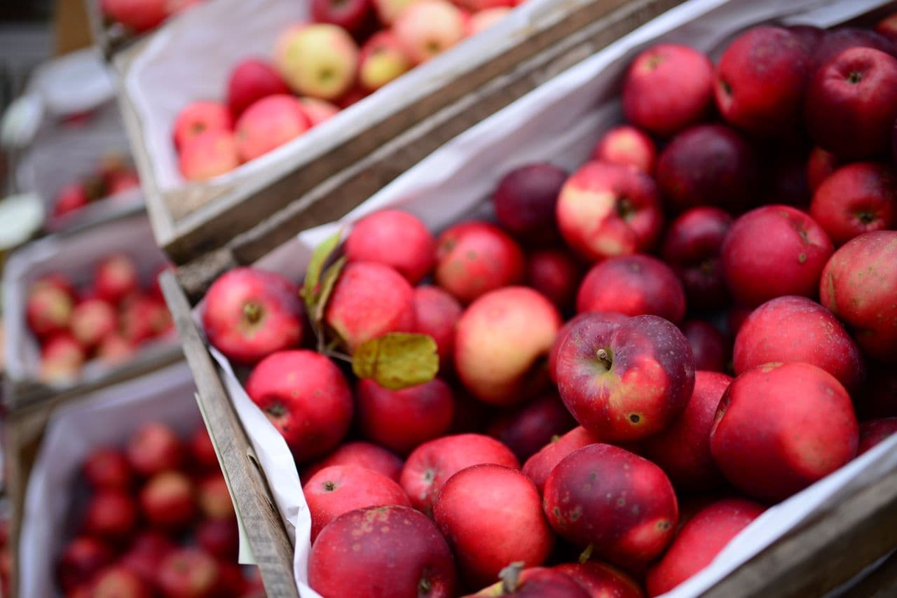 A farmer holding a crate of freshly harvested apples
