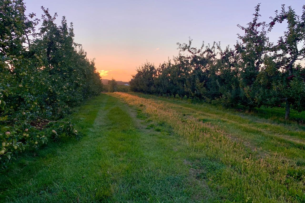 Rows of apple trees in an orchard at morning