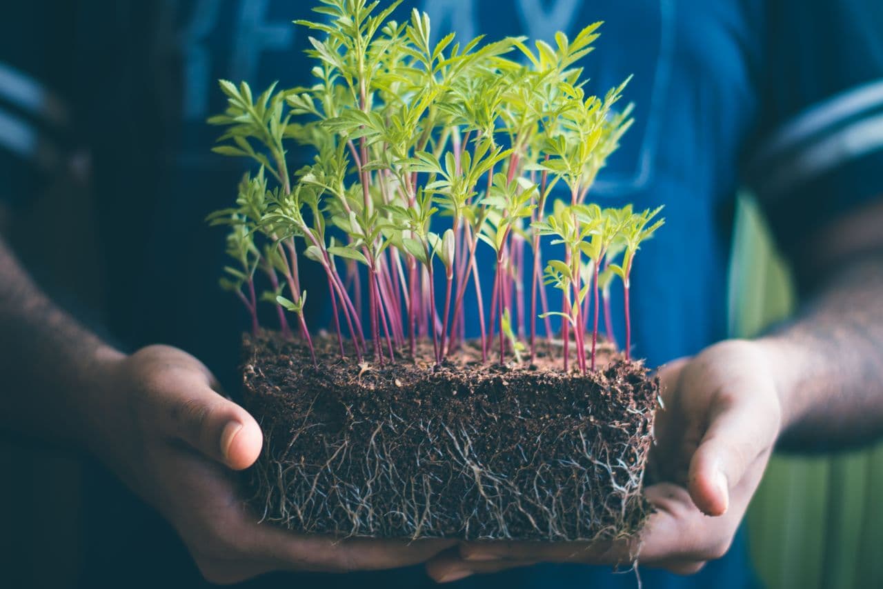 Hands cradling a green seedling in soil