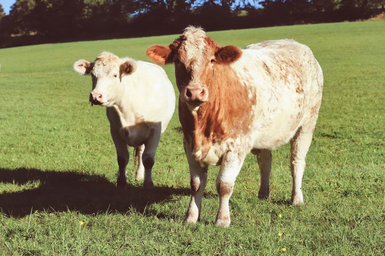 Cows grazing in a green farm meadow